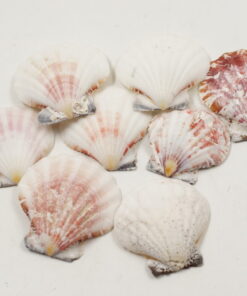 Κοχύλι Φυσικό Πεκτεν Λευκό Πορτοκαλί 4-6cm 330gr